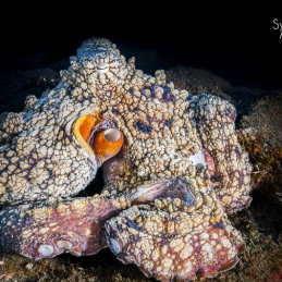 ©-Sylvie-Ayer-mexico-socorro-octopus