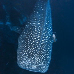 ©-Sylvie-Ayer-mexico-socorro-whale-shark