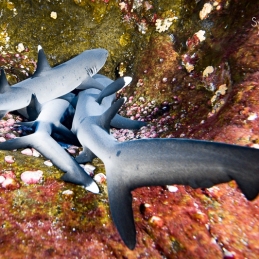 ©-Sylvie-Ayer-mexico-socorro-whitetip-reef-shark