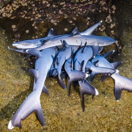 ©-Sylvie-Ayer-mexico-socorro-whitetip-sharks