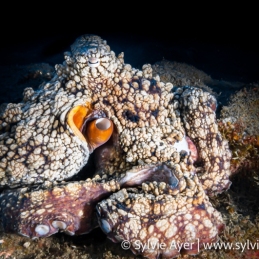 ©-Sylvie-Ayer-Mexico-Revillagigedo-Common-octopus-octopus-vulgaris