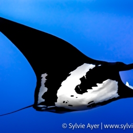 ©-Sylvie-Ayer-Mexico-Revillagigedo-Mobula-birostris