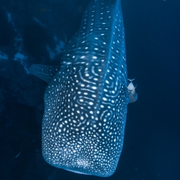 1_-Sylvie-Ayer-Mexico-Revillagigedo-whale-shark-Rhincodon-typus