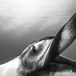 ©-Sylvie-Ayer-Oceanic-Manta-Rey-Socorro-Mexico