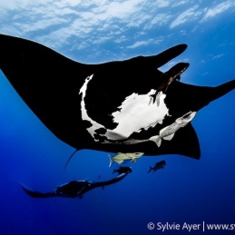 ©-Sylvie-Ayer-Mexico-Revillagigedo-oceanic-manta