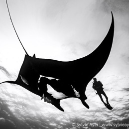 ©-Sylvie-Ayer-Mexico-Revillagigedo-Mobula-birostris