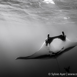 ©-Sylvie-Ayer-Mexico-Revillagigedo-oceanic-manta