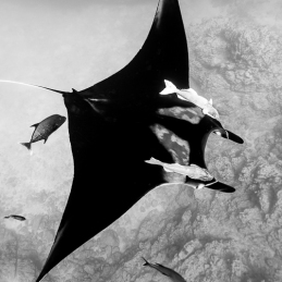 ©-Sylvie-Ayer-Mexico-Revillagigedo-oceanic-manta