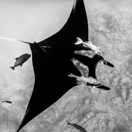 ©-Sylvie-Ayer-mexico-socorro-oceanic-manta