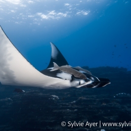 ©-Sylvie-Ayer-Mexico-Revillagigedo-Mobula-birostris