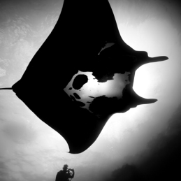 ©-Sylvie-Ayer-Mexico-Revillagigedo-oceanic-manta