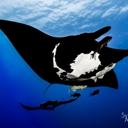 ©-Sylvie-Ayer-mexico-socorro-oceanic-manta-ray