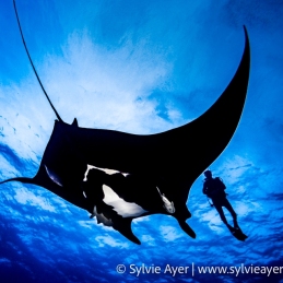 ©-Sylvie-Ayer-Mexico-Revillagigedo-Mobula-birostris