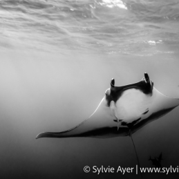 ©-Sylvie-Ayer-Mexico-Revillagigedo-oceanic-manta