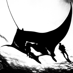 ©-Sylvie-Ayer-mexico-socorro-oceanic-manta-ray