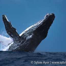 ©-Sylvie-Ayer-Tonga-Humpack-Whale
