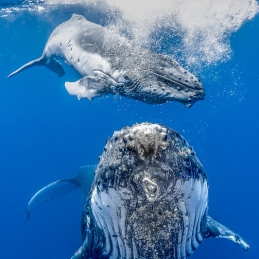 ©-Sylvie-Ayer-Tonga-Humpack-whale-with-calf