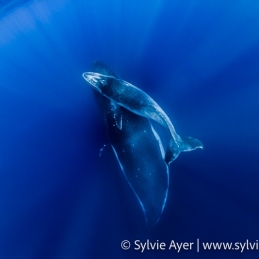 ©-Sylvie-Ayer-Tonga-humpback-whale-Megaptera-novaeangliae