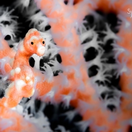 @-Sylvie-Ayer-Indonesia-komodo-pygmy-seahorse
