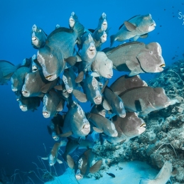 ©-sylvie-ayer-Philippines-Parrotfish