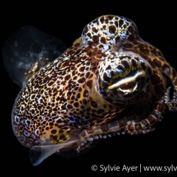 ©-Sylvie-Ayer-Philippines-Visayas-Bobtailed-Squid-Sepiolida