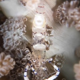 ©-Sylvie-Ayer-Philippines-Visayas-Commensal-Shrimps-Pontoniinae