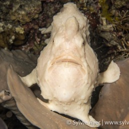 ©-Sylvie-Ayer-Philippines-Visayas-Frogfishes-Antennariidae