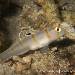 ©-Sylvie-Ayer-Philippines-Visayas-Randalls-shrimpgoby-Amblyeleotris-randalli