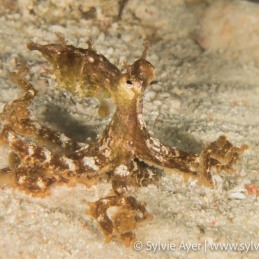©-Sylvie-Ayer-Philippines-Visayas-algae-octopus-Abdopus-aculeatus