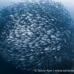 ©-Sylvie-Ayer-Philippines-Visayas-big-eye-trevalle-Caranx-sexfasciatus-2