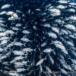 ©-Sylvie-Ayer-Philippines-Visayas-big-eye-trevalle-Caranx-sexfasciatus