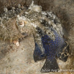 ©-Sylvie-Ayer-Philippines-Visayas-cuttlefish-damsel-fish