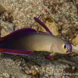 ©-Sylvie-Ayer-Philippines-Visayas-decorated-dartfish-Nemateleotris-decora