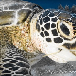 ©-Sylvie-Ayer-Philippines-Visayas-green-sea-turtle-Chelonia-mydas