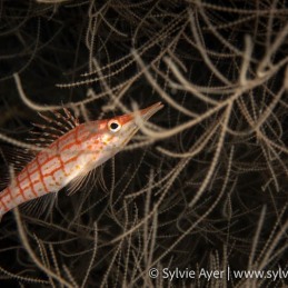 ©-Sylvie-Ayer-Philippines-Visayas-long-nose-hawkfish-Oxycirrhites-typus