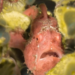 ©-Sylvie-Ayer-Philippines-Visayas-painted-frogfish-Antennarius-pictus