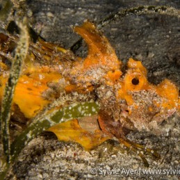 ©-Sylvie-Ayer-Philippines-Visayas-spiny-devilfish-Inimicus-didactylus