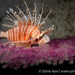 ©-Sylvie-Ayer-Philippines-Visayas-spotfin-lionfish-Pterois-antennata