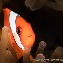 ©-Sylvie-Ayer-Philippines-Visayas-tomato-anemonefish-Amphiprion-frenatus
