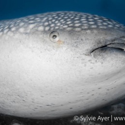 ©-Sylvie-Ayer-Philippines-Visayas-whale-shark-Rhincodon-typus