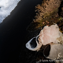 ©-Sylvie-Ayer-Philippines-Visayas-giant-frogfish-Antennarius-commersoni