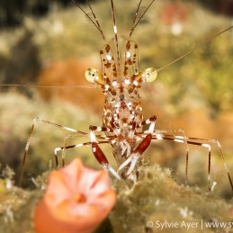©-Sylvie-Ayer-Philippines-Visayas-shrimp