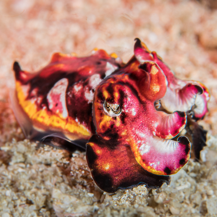 Top dossier mollusques + style macro + Raja Ampat