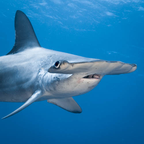 2x Top Dossier requin marteau + Costa Rica