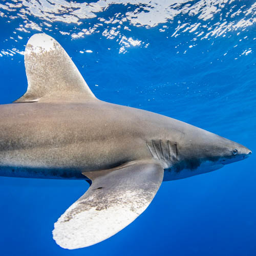 Top dossier Egypte + longimanus