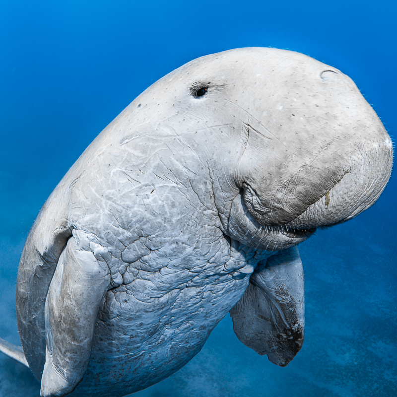 Top dossier dugong