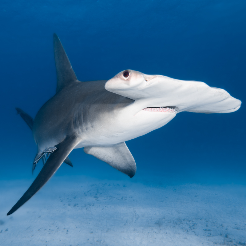 2023-EN : Top dossier Bahamas + requin marteau