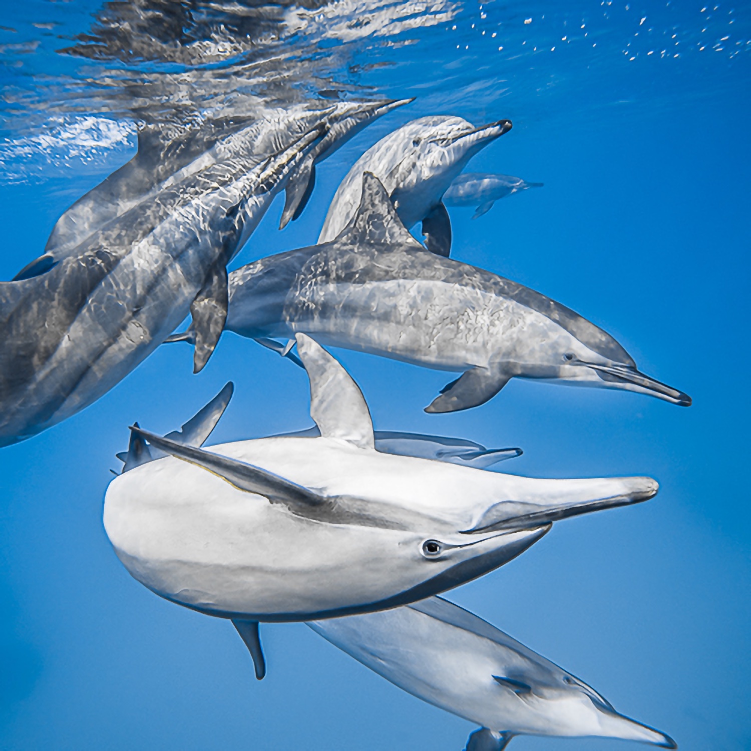 2023-EN : Top dossier dauphins + mammifères