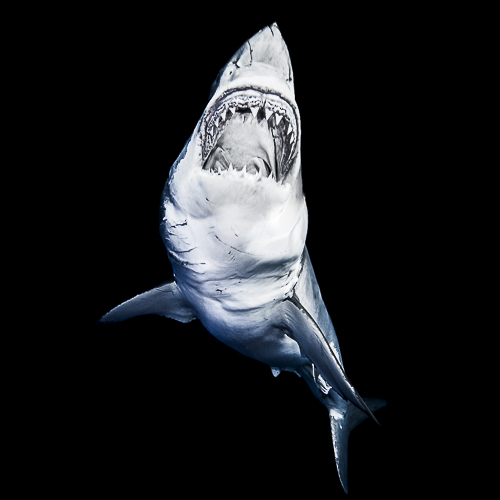 2026 - Top Dossier Requins + Guadeloupe + requin blanc