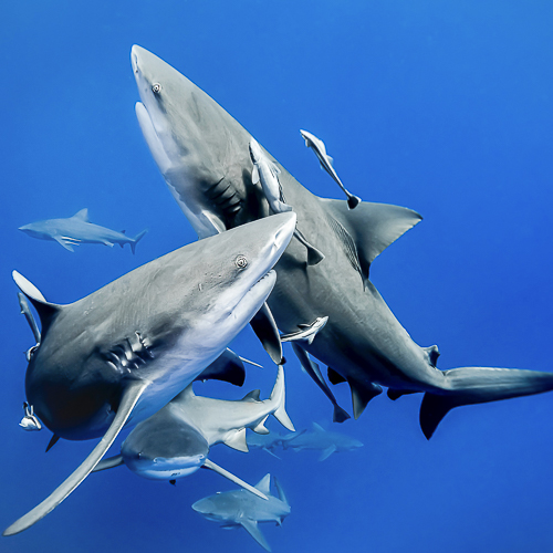 2026 - Top dossier requin bouledogue